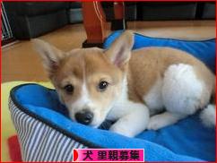 にほんブログ村 犬ブログ 犬 里親募集へ