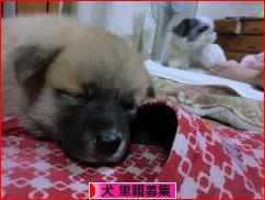 にほんブログ村 犬ブログ 犬 里親募集へ