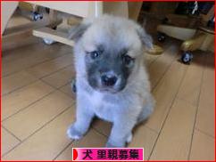 にほんブログ村 犬ブログ 犬 里親募集へ