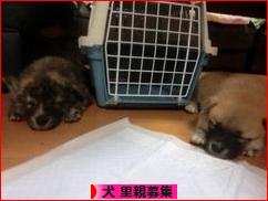 にほんブログ村 犬ブログ 犬 里親募集へ
