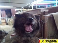 にほんブログ村 犬ブログ 犬 里親募集へ