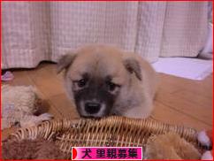 にほんブログ村 犬ブログ 犬 里親募集へ