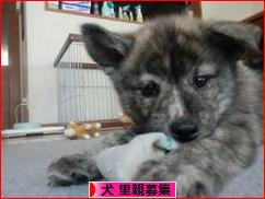 にほんブログ村 犬ブログ 犬 里親募集へ