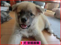 にほんブログ村 犬ブログ 犬 里親募集へ