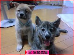 にほんブログ村 犬ブログ 犬 里親募集へ
