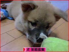 にほんブログ村 犬ブログ 犬 里親募集へ