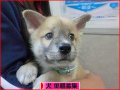 にほんブログ村 犬ブログ 犬 里親募集へ