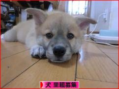 にほんブログ村 犬ブログ 犬 里親募集へ