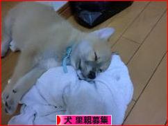 にほんブログ村 犬ブログ 犬 里親募集へ