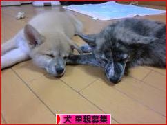 にほんブログ村 犬ブログ 犬 里親募集へ