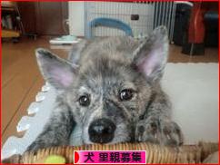 にほんブログ村 犬ブログ 犬 里親募集へ