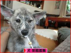 にほんブログ村 犬ブログ 犬 里親募集へ