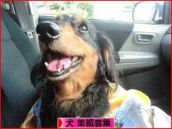 にほんブログ村 犬ブログ 犬 里親募集へ