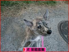 にほんブログ村 犬ブログ 犬 里親募集へ