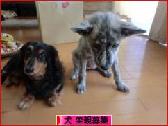 にほんブログ村 犬ブログ 犬 里親募集へ