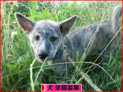 にほんブログ村 犬ブログ 犬 里親募集へ