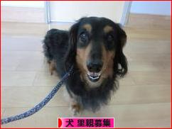 にほんブログ村 犬ブログ 犬 里親募集へ