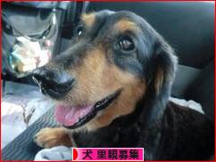 にほんブログ村 犬ブログ 犬 里親募集へ