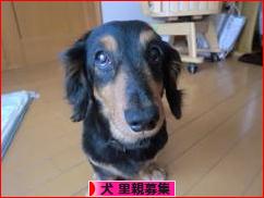 にほんブログ村 犬ブログ 犬 里親募集へ