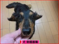 にほんブログ村 犬ブログ 犬 里親募集へ