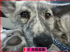 にほんブログ村 犬ブログ 犬 里親募集へ
