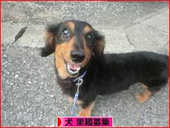 にほんブログ村 犬ブログ 犬 里親募集へ