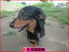 にほんブログ村 犬ブログ 犬 里親募集へ