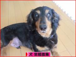 にほんブログ村 犬ブログ 犬 里親募集へ