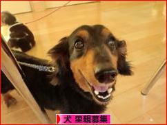 にほんブログ村 犬ブログ 犬 里親募集へ