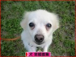 にほんブログ村 犬ブログ 犬 里親募集へ