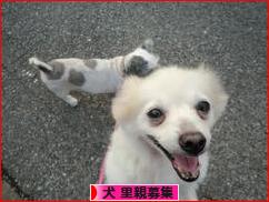 にほんブログ村 犬ブログ 犬 里親募集へ