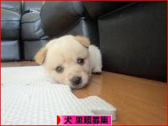 にほんブログ村 犬ブログ 犬 里親募集へ