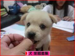 にほんブログ村 犬ブログ 犬 里親募集へ