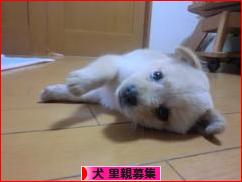 にほんブログ村 犬ブログ 犬 里親募集へ