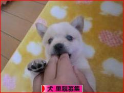にほんブログ村 犬ブログ 犬 里親募集へ
