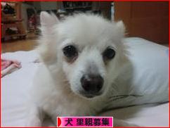 にほんブログ村 犬ブログ 犬 里親募集へ