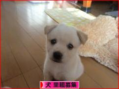 にほんブログ村 犬ブログ 犬 里親募集へ
