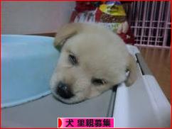 にほんブログ村 犬ブログ 犬 里親募集へ