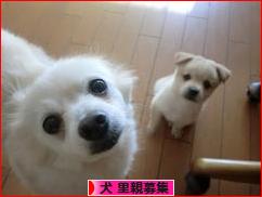 にほんブログ村 犬ブログ 犬 里親募集へ