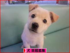 にほんブログ村 犬ブログ 犬 里親募集へ