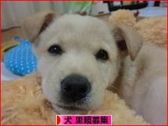 にほんブログ村 犬ブログ 犬 里親募集へ