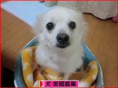 にほんブログ村 犬ブログ 犬 里親募集へ