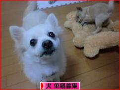 にほんブログ村 犬ブログ 犬 里親募集へ