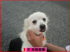 にほんブログ村 犬ブログ 犬 里親募集へ