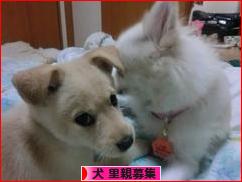 にほんブログ村 犬ブログ 犬 里親募集へ