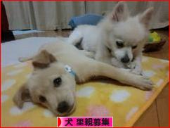 にほんブログ村 犬ブログ 犬 里親募集へ