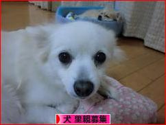 にほんブログ村 犬ブログ 犬 里親募集へ