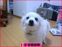にほんブログ村 犬ブログ 犬 里親募集へ