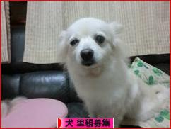 にほんブログ村 犬ブログ 犬 里親募集へ