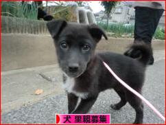 にほんブログ村 犬ブログ 犬 里親募集へ